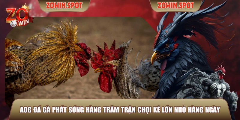 AOG Đá Gà phát sóng hàng trăm trận chọi kê lớn nhỏ hàng ngày