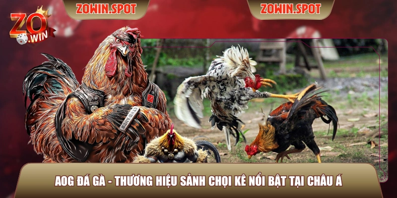 AOG Đá Gà - Thương hiệu sảnh chọi kê nổi bật tại châu Á