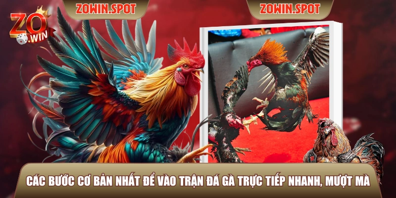 Các bước cơ bản nhất để vào trận đá gà trực tiếp nhanh, mượt mà