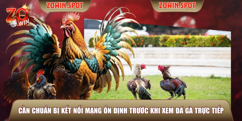 Cần chuẩn bị kết nối mạng ổn định trước khi xem đá gà trực tiếp