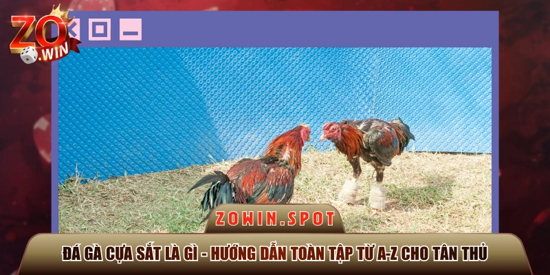 Đá Gà Cựa Sắt Là Gì - Hướng Dẫn Toàn Tập Từ A-Z Cho Tân Thủ