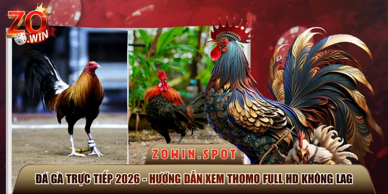 Đá Gà Trực Tiếp 2026 - Hướng Dẫn Xem Thomo Full HD Không Lag