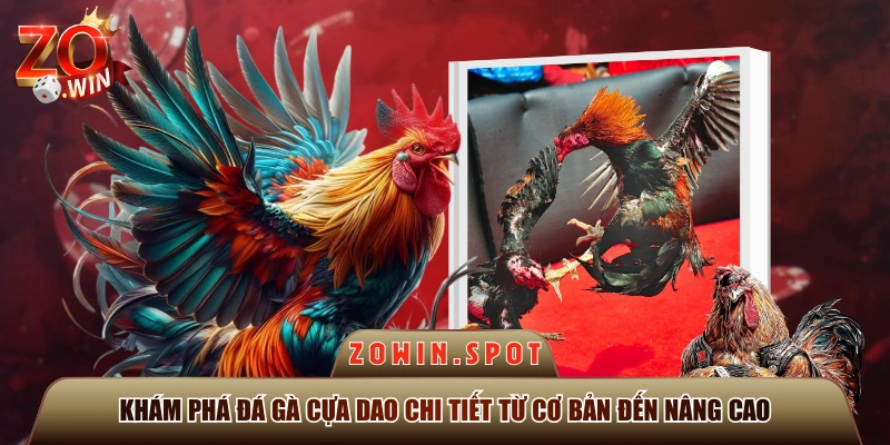Khám Phá Đá Gà Cựa Dao Chi Tiết Từ Cơ Bản Đến Nâng Cao