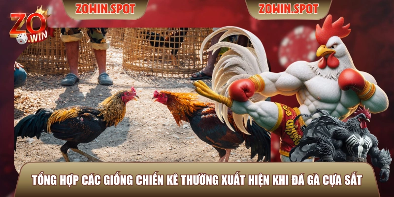 Tổng hợp các giống chiến kê thường xuất hiện khi đá gà cựa sắt